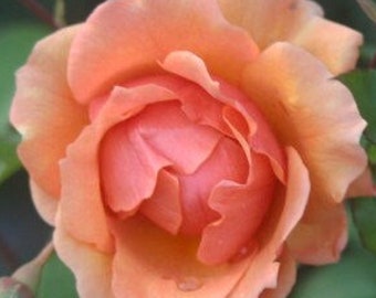 Dorothy - Beautiful Peach Blooms - Floribunda Rose - Potted