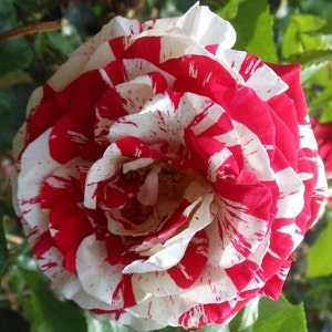 May include: A close-up of a white and red rose with a striped pattern. The rose is in full bloom and has a delicate, ruffled appearance.