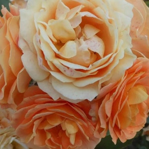 May include: A cluster of peach and cream coloured roses with soft petals.