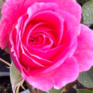 May include: A single pink rose with white edges on the petals. The rose is in full bloom and has a delicate, feminine appearance.