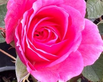 Puede incluir: Una sola rosa rosa con bordes blancos en los pétalos. La rosa está en plena floración y tiene una apariencia delicada y femenina.