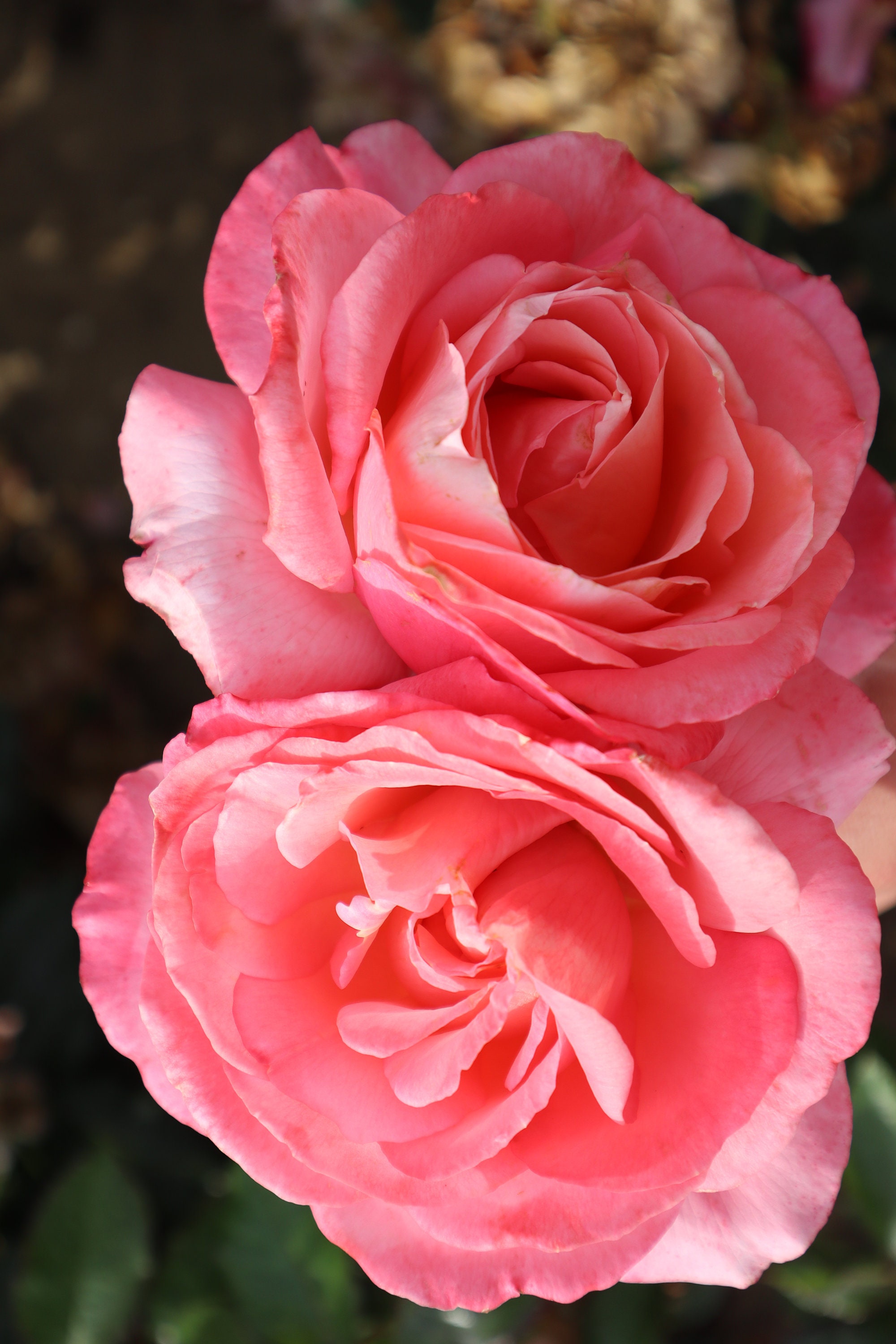Rosa 'lovely Lady' Potted Rose - Rich Pink Shapely Blooms - Gorgeous ...