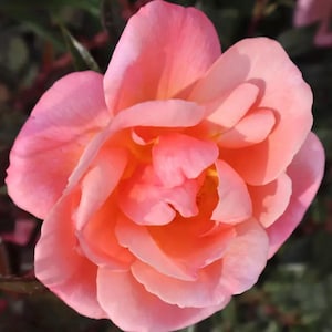 May include: A close-up shot of a fully bloomed rose, showcasing layers of soft, peach-coloured petals. The centre reveals a hint of yellow, with the outer petals displaying a gradient of pink hues. The rose is in full bloom.