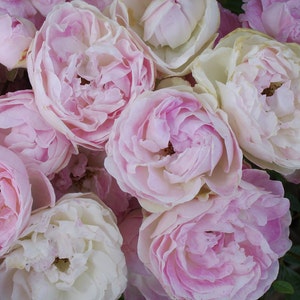 May include: A bouquet of pink and white roses with delicate petals. The roses are arranged in a cluster, showcasing their beauty and fragrance.