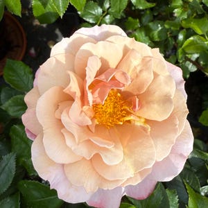May include: A close-up shot of a fully bloomed rose. The petals are a soft peach colour, fading to pale pink at the edges. The centre reveals yellow stamens. The rose is set against a backdrop of lush, green leaves, creating a natural, floral theme.