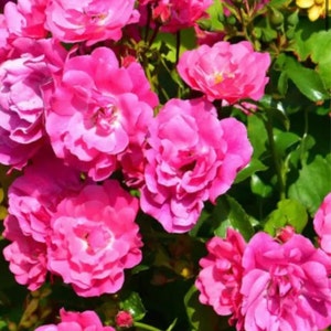 May include: A cluster of bright pink roses, captured in close-up. The flowers display multiple layers of petals, set against a backdrop of green leaves. The image highlights the vivid colour and texture of the roses.