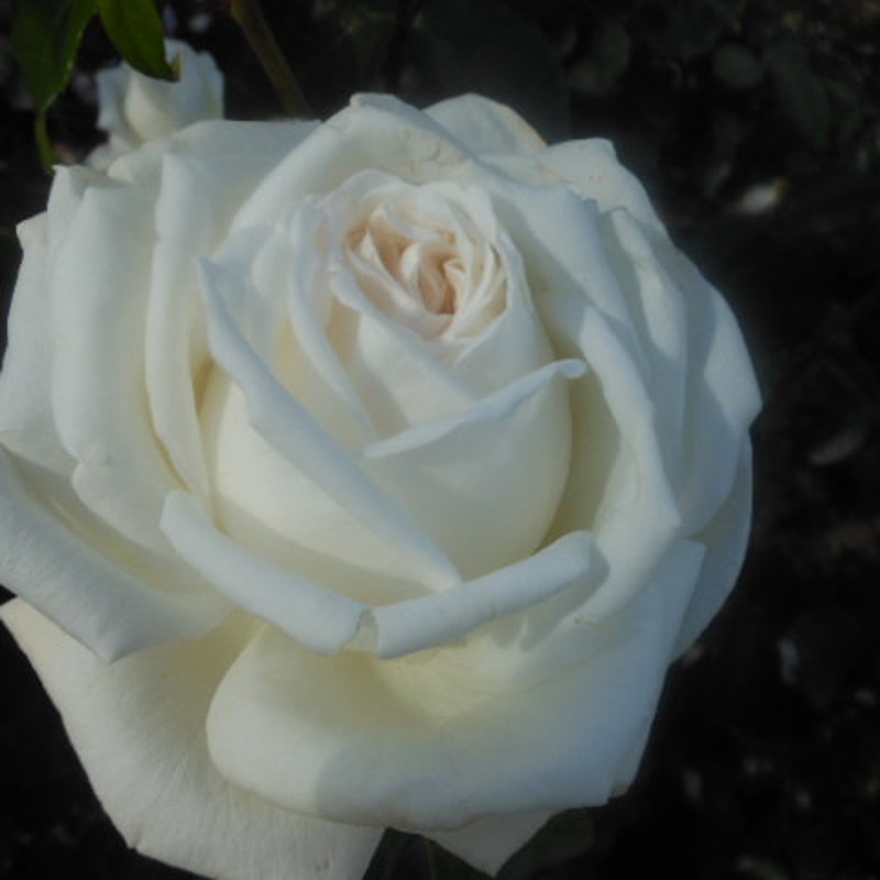 White Parfuma Roses thegardenrosecompany - Etsy UK