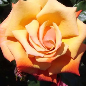 May include: A single, fully bloomed rose with soft, peachy-orange petals. The rose is in focus, with the background blurred.