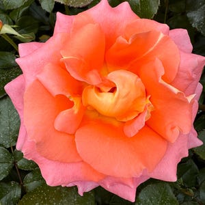 May include: A single, fully bloomed peach and pink rose with a yellow centre. The rose is surrounded by green leaves.