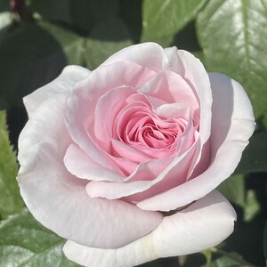May include: A single, pale pink rose with a delicate, ruffled appearance. The rose is in full bloom and has a soft, pastel colour.