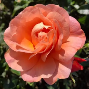May include: A close-up of a fully bloomed rose with layers of peach-coloured petals. The centre of the flower is a lighter shade of peach, with a few red buds visible. The background is a blurred green.