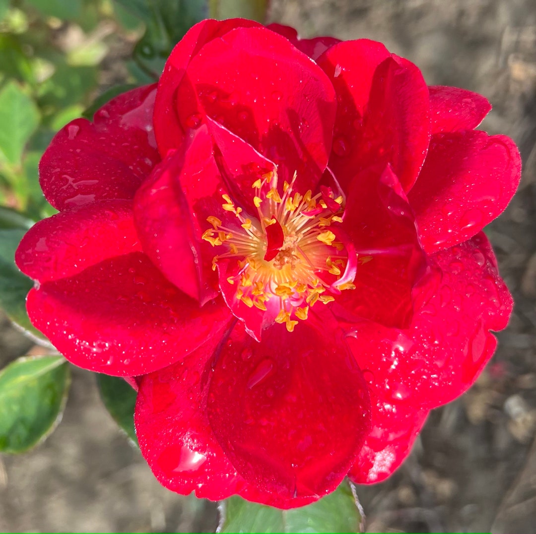 Rosa 'one in a Million' Potted Rose - Beautiful Fragrant Red Blooms ...