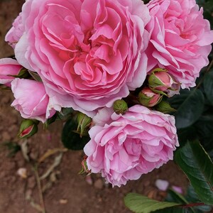 May include: A close-up shot of a cluster of pink roses in full bloom. The petals are layered and soft, with a gradient of colour from light pink to a deeper shade. Green leaves and buds surround the flowers, creating a natural, floral arrangement.