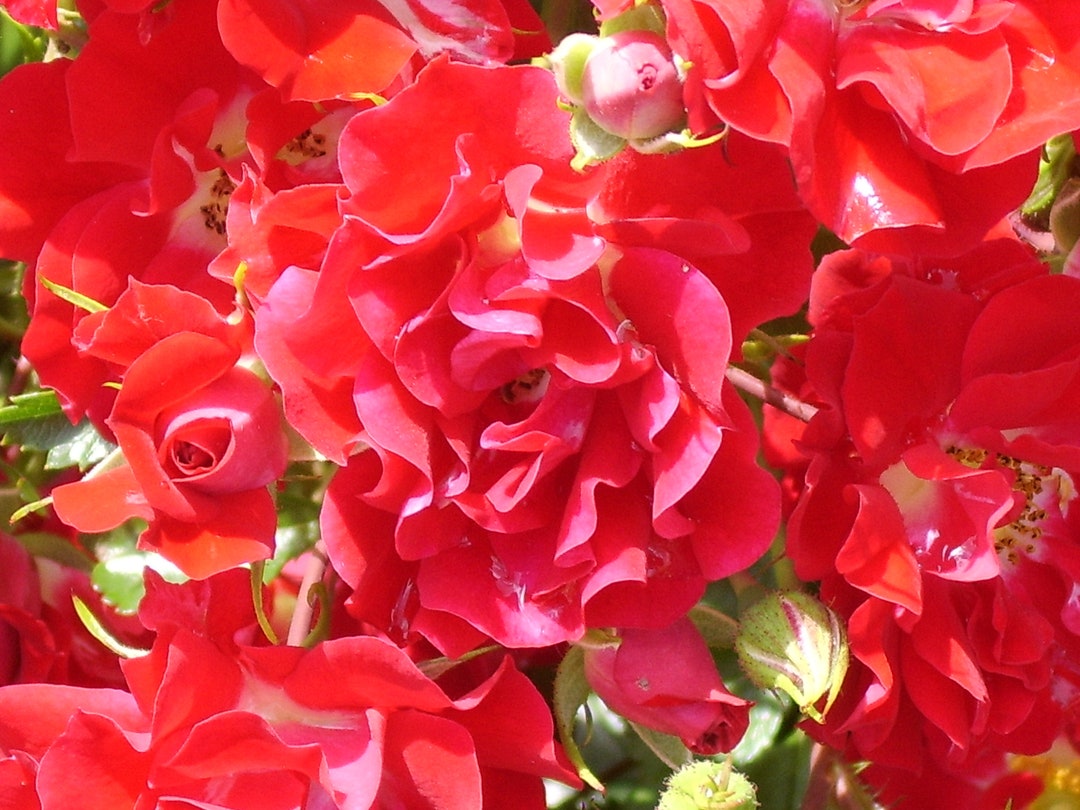 Rambling Rosie - Abundance of Bright Red Roses -rambling Rose - 4ltr ...