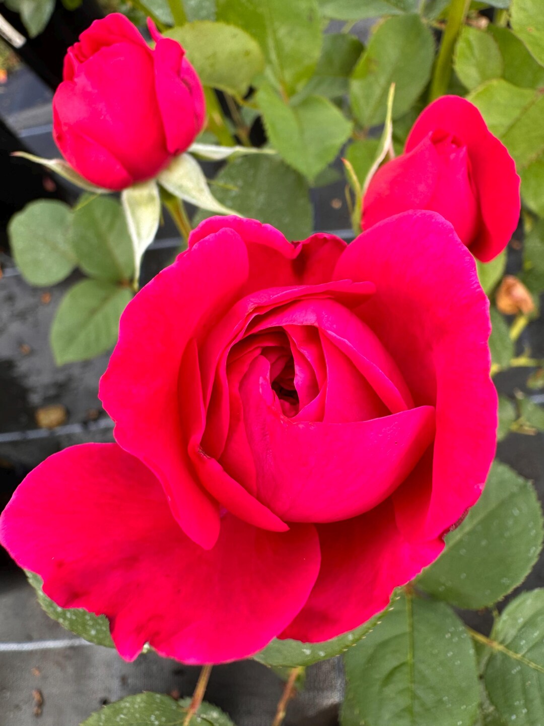 Rose Geno Andre Rieu - Pheno Geno Rose Collection - Red Blooms - Fragrant - 4ltr ...