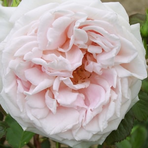 May include: A close-up of a fully bloomed rose with layers of soft, white petals that transition to a delicate pink hue towards the centre. The flower is surrounded by green leaves and a bud.