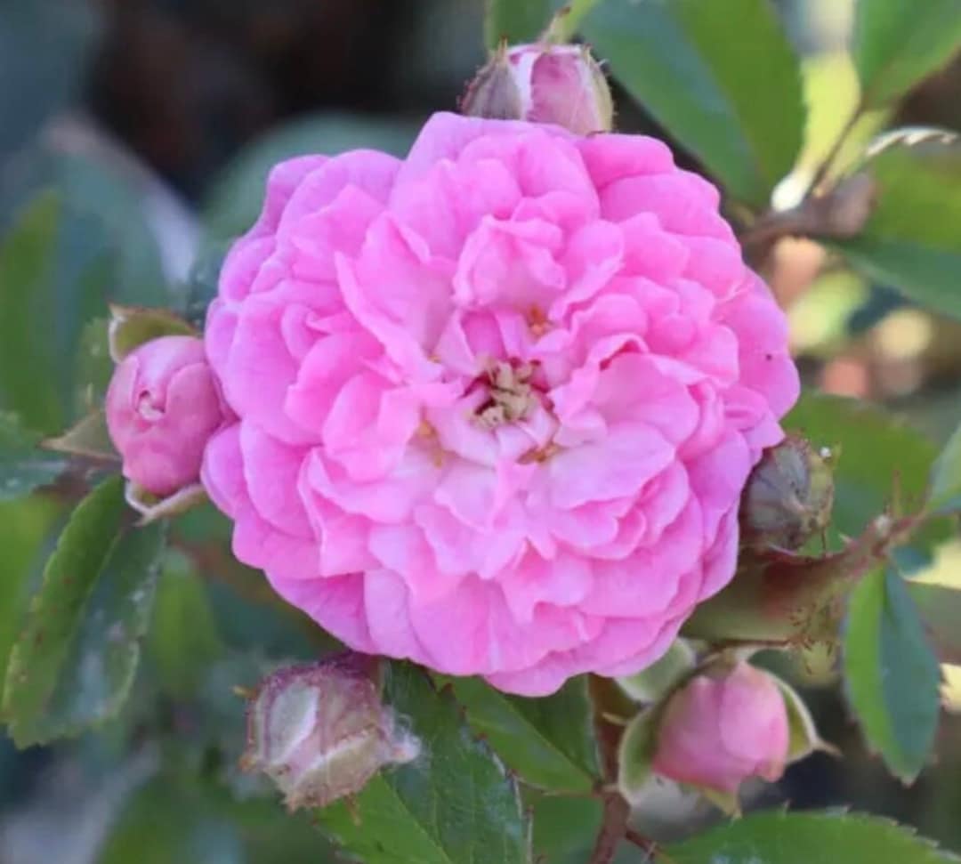 Minnehaha - Rambling Rose - Clusters of Rich Pink Blooms - Height of up ...