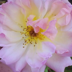 May include: A close-up of a pale pink and white rose with a yellow centre. The petals are soft and delicate, and the centre of the flower is filled with yellow pollen.