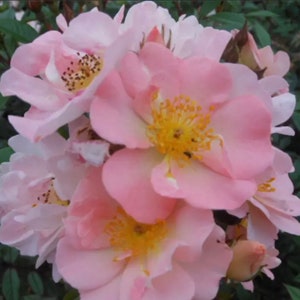 May include: A cluster of pink and white roses in full bloom. The roses have delicate petals and a soft, romantic look.
