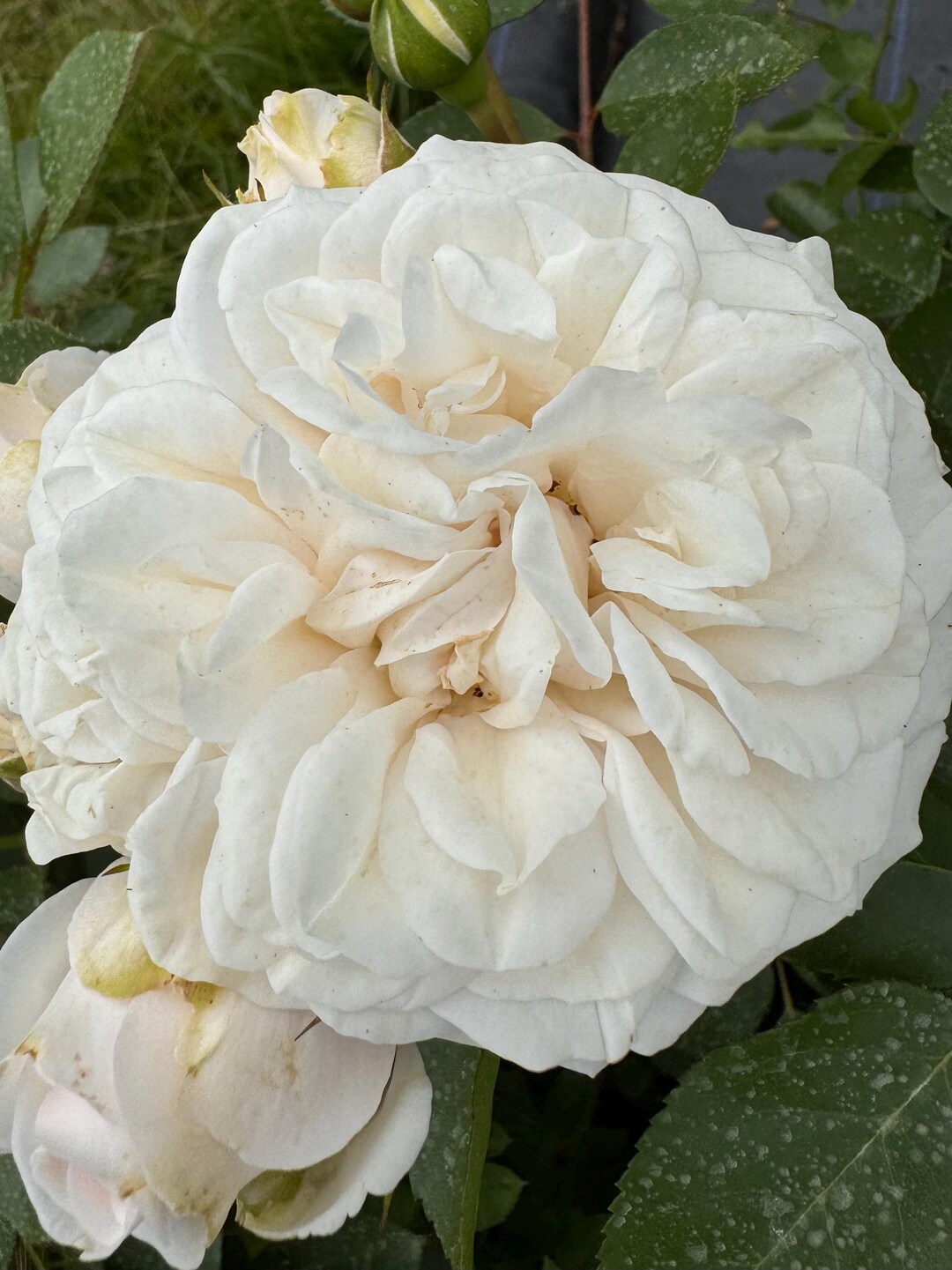 White Rambler Roses Aimee Vibert – Creamy White Rambling Rose - 4L Potted - Lovely Gift ...