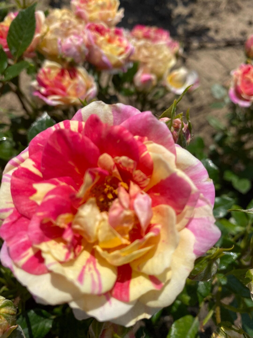Patio Roses Uk Lynn- Pink & Yellow Bi Coloured Patio Rose - 4ltr Potted Rose - Etsy UK