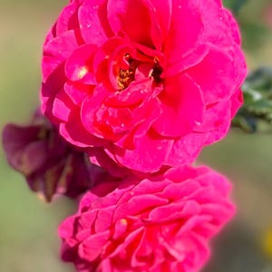 May include: Two vibrant pink roses in full bloom, with delicate petals and a soft, velvety texture.