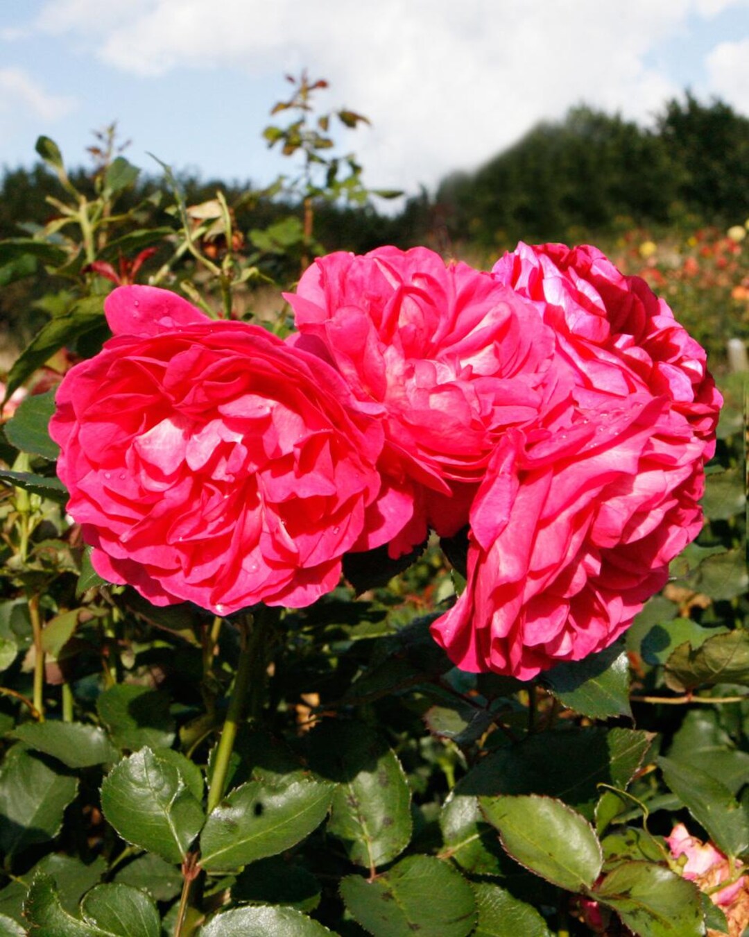 chieart 『Maria Rose』 Maria – Renaissance 4L Potted Rose – Pink Blooms – Lovely Gift