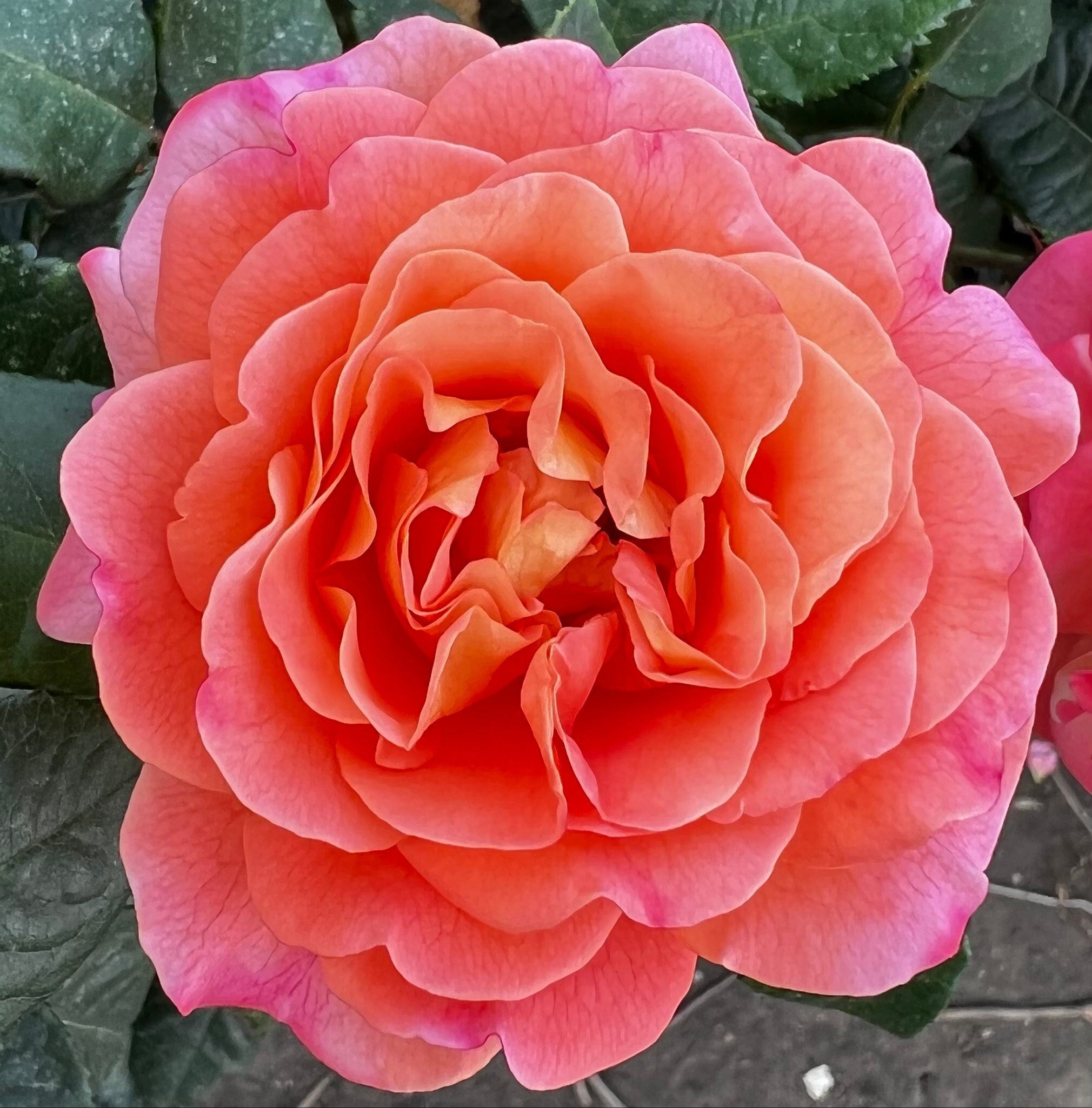 Rachel - Fragrant Pink & Peach Blooms - Potted Hybrid Tea Rose