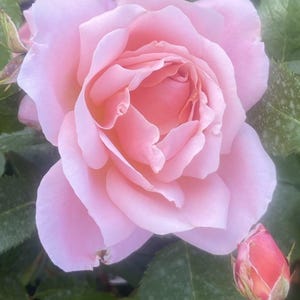 May include: A fully open, pale pink rose with numerous layered petals, captured in close-up. To the right, a smaller, unopened rose bud displays a reddish-orange colour. The background features green leaves.