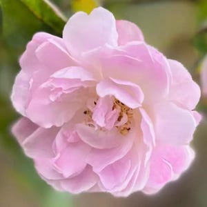 May include: A close-up of a light pink rose in full bloom. The petals are soft and layered, with a gradient of colour from a pale pink to a deeper shade. The centre of the flower reveals yellow stamens.