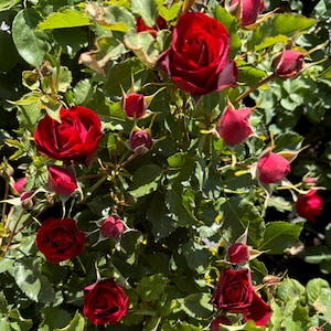 May include: A close-up of a bush with many red roses in various stages of bloom. The roses are surrounded by green leaves.