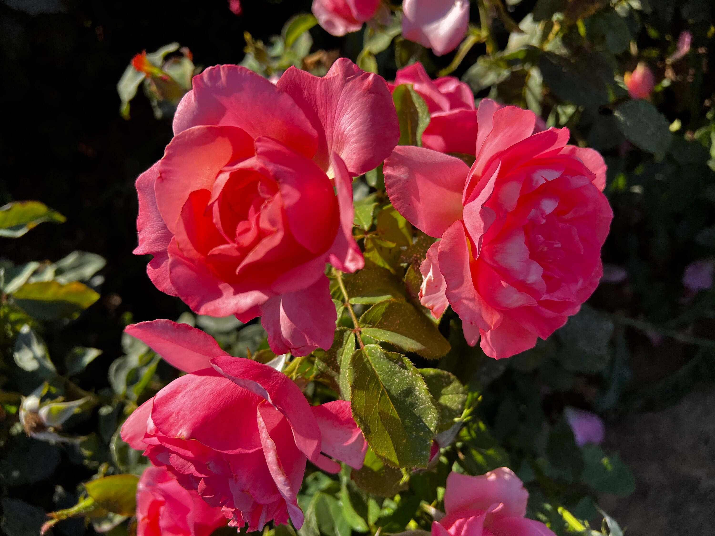 Rosa 'lovely Lady' Potted Rose - Rich Pink Shapely Blooms - Gorgeous ...