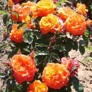 May include: A close-up of a bush of orange and yellow roses in full bloom. The roses are arranged in a cluster, with some buds still closed. The leaves are green and lush.
