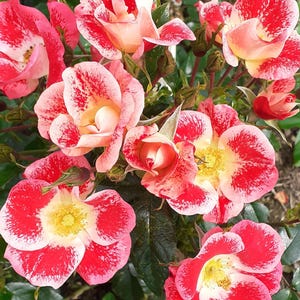May include: A cluster of roses with striking red and white markings on their petals, surrounding a yellow centre. The flowers are in various stages of bloom, with some buds visible. Dark green leaves provide a backdrop. A colourful floral display.