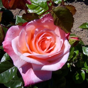 May include: A close-up of a blooming rose with layers of pink and peach petals. The rose is surrounded by green leaves and a few buds. The flower is in full bloom, with the centre petals a deeper shade of orange.