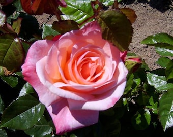 Puede incluir: Primer plano de una rosa floreciente con capas de pétalos rosas y melocotón. La rosa está rodeada de hojas verdes y algunos capullos. La flor está en plena floración, con los pétalos centrales de un tono naranja más oscuro.
