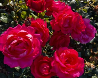 Rosa 'My Dad' - Potted Rose - Beautiful Dark Pink Blooms - Lovely Gift Idea
