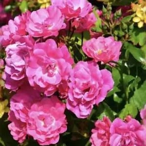 May include: A cluster of bright pink roses in full bloom, captured in a close-up shot. The image highlights the layered petals of the roses, set against green leaves and touches of yellow flowers. The roses are the main focus, with a deep, rich colour.