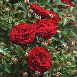 Hallie Potted Rose - Gorgeous Red Blooms - Beautiful Fragrance - 4 Litre Pot - Great Gift Idea