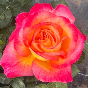 Love & Peace - Blends Of Pink And Yellow - Hybrid Tea - 4ltr Potted Rose
