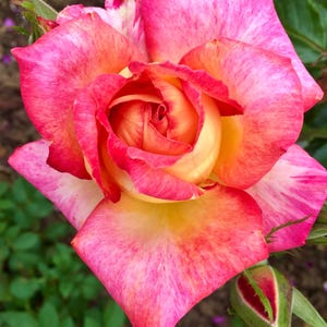 May include: A close-up shot of a multi-coloured rose in full bloom. The petals display a gradient of pink, orange, and yellow hues. The image highlights the flower's delicate texture and a green bud, indicating new growth.