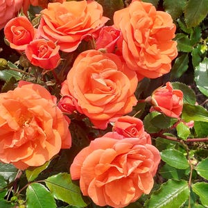 May include: A close-up shot of orange roses in full bloom, with green leaves. The image highlights the detailed petals and natural beauty of the flowers. Several rose buds are also visible, showcasing the plant's growth.