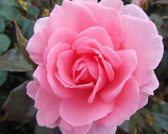 Puede incluir: Una sola rosa rosa en plena floración con pétalos delicados. La rosa está enfocada, mientras que el follaje verde detrás de ella está desenfocado.
