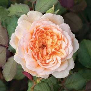 Mia - 4L Potted Rose - Peach Blooms - Lovely Gift Idea