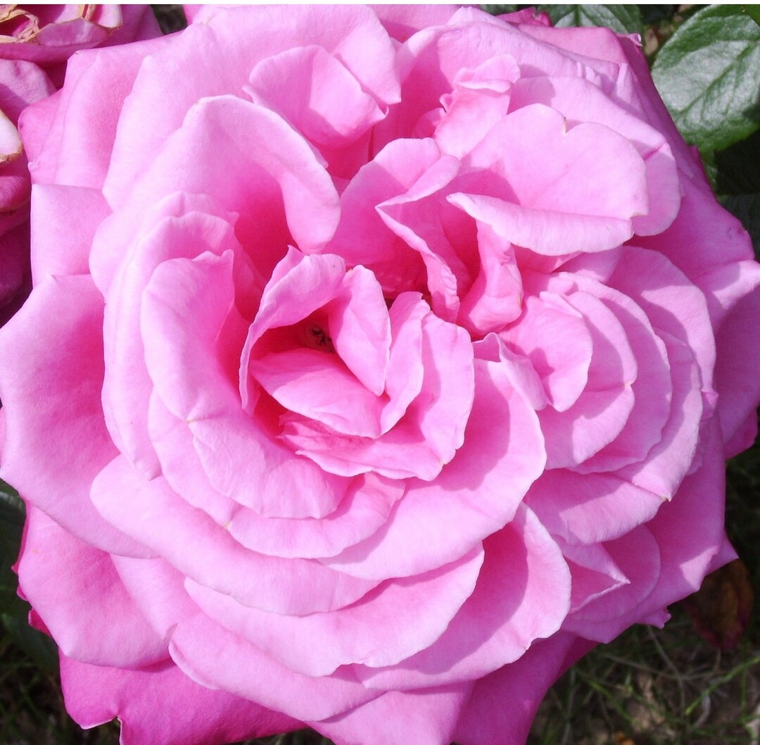 Rosa 'birthday Boy' Potted Rose - Large Deep Pink Blooms - Hybrid Tea ...
