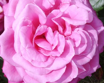Puede incluir: Primer plano de una rosa rosa pálido con muchos pétalos. La rosa está en plena floración y tiene una apariencia delicada y femenina.