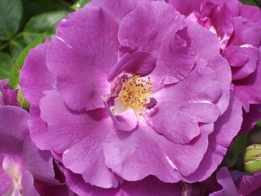 Rosa Rhapsody Rosa 'rhapsody in Blue' Floribunda Rose - Potted - Etsy UK