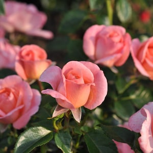 May include: A cluster of soft pink roses in various stages of bloom, featuring layered petals with subtle peach undertones. The flowers are surrounded by dark green leaves, with some buds partially open and others fully unfurled in the sunlight.