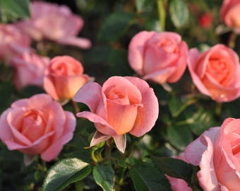 Puede incluir: Primer plano de varias rosas rosas en diferentes etapas de floración. Los pétalos tienen una textura suave y delicada y un degradado de color, que va del rosa claro a un tono coral más intenso. Las hojas verdes proporcionan un telón de fondo contrastante.