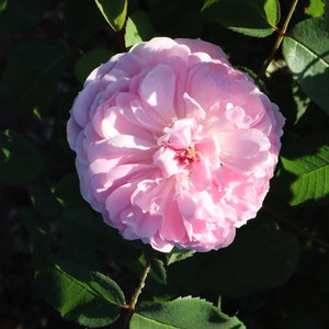 Rosa 'Jacques Cartier' Potted Rose - Lovely Ruffled Pink Fragrant Blooms - Old Fashioned Shrub Rose